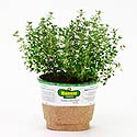 Bonnie Plants Lemon Thyme